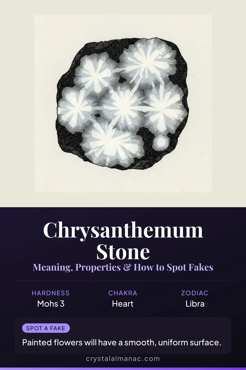 Chrysanthemum Stone - Nature's Fossil Flower - Pinterest pin