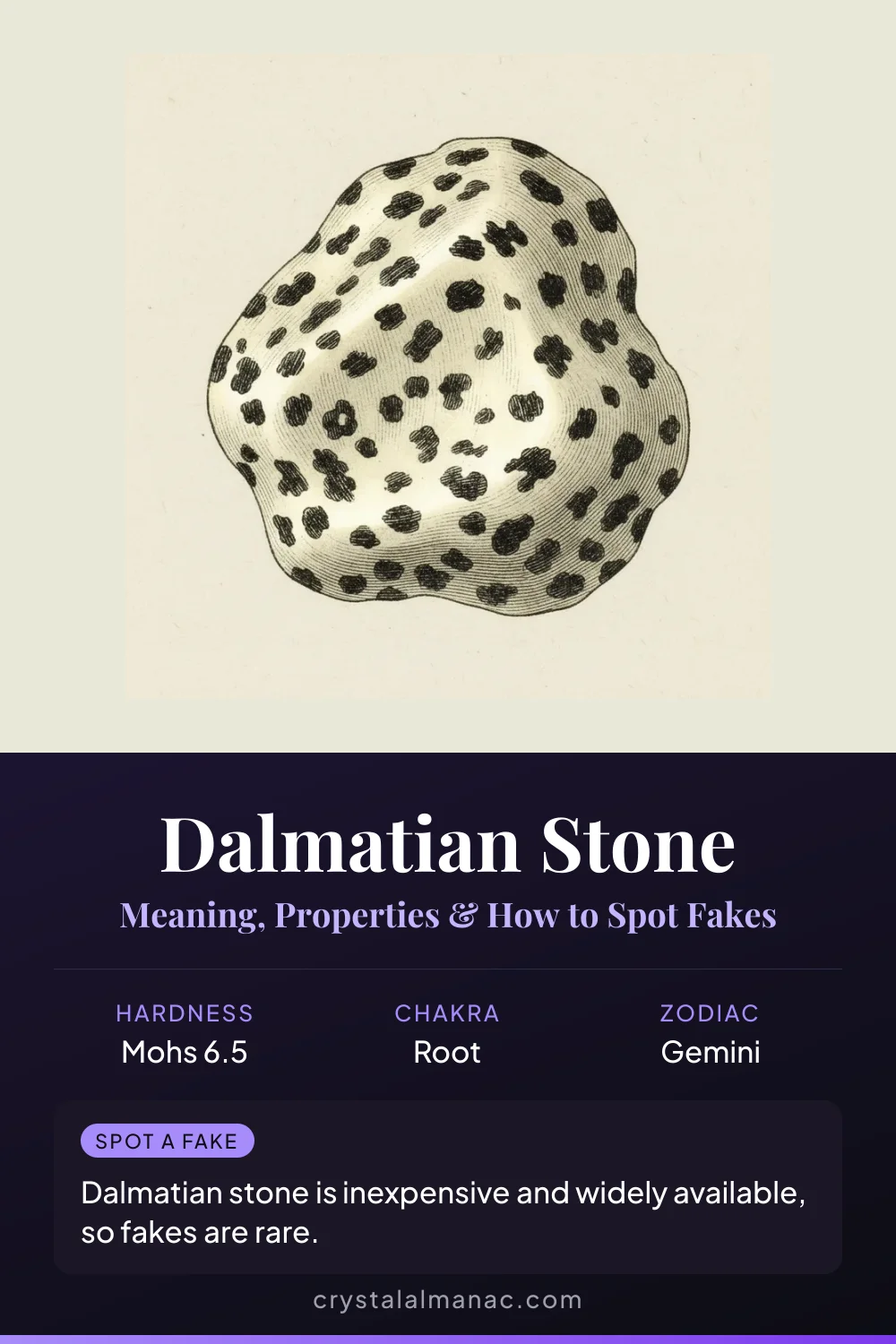 Dalmatian Stone - The Spotted Companion - Pinterest pin